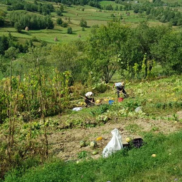 Team in the field
